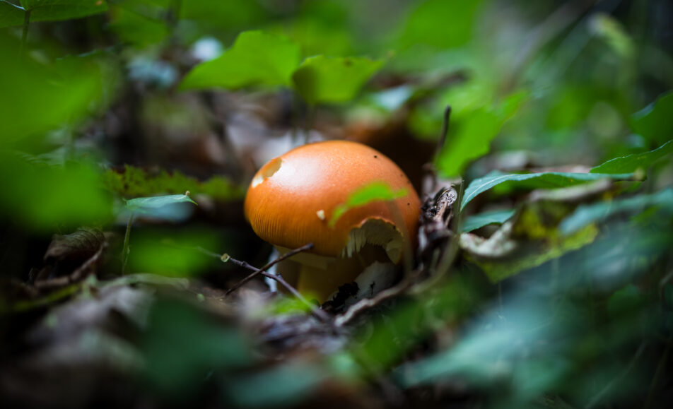 Μανιτάρι, καρπός του δάσους, ελιξίριο υγείας